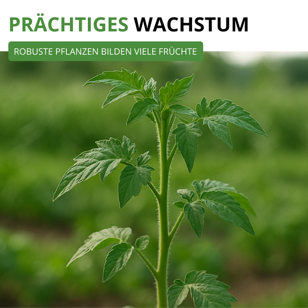 Junge Tomatenpflanze mit grünen Blättern. Text beschreibt prächtiges Wachstum und robuste Pflanzen, die viele Früchte bilden.