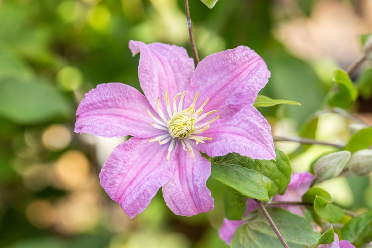 Clematis Hybrid 'Comtesse de Bouchaud', rosa Blüten, 60–100 cm