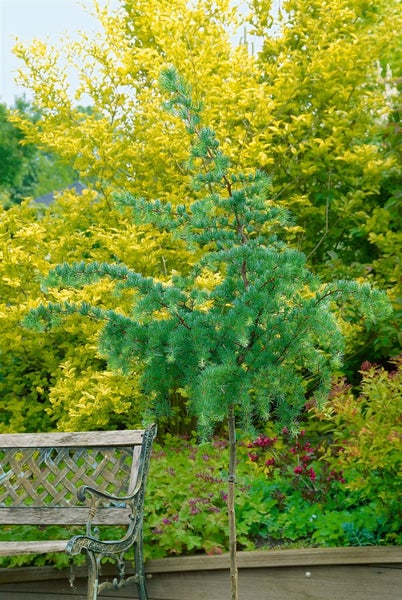 Larix kaempferi 'Diana', Japanische Lärche, 80–100 cm, dekorativ