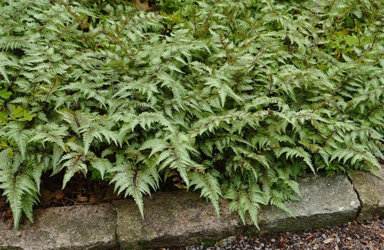 Athyrium niponicum 'Metallicum', Japanischer Regenbogenfarn, ca. 9x9 cm Topf