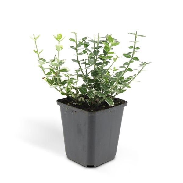 Panaschierte Kriechspindel Euonymus fortunei Emerald Gaiety im quadratischen Kunststofftopf