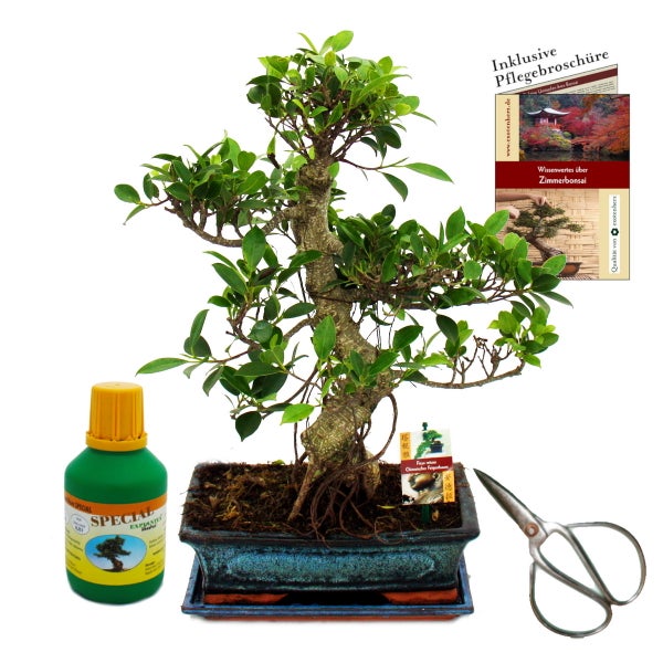 Bonsai Chin. Feigenbaum Ficus retusa ca. 12-15 Jahre 30cm Schale Geschenk-Set mit Schere und Dünger