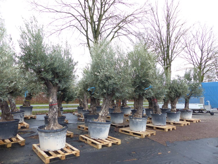 Olivenbaum 100 Jahre, 200 - 250 cm, Stamm 80-100 cm, knorrig urig Olive, winterhart