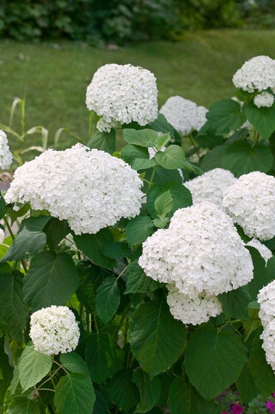 Hydrangea arborescens 'Strong Annabelle', Schneeballhortensie, weiß, 40–60 cm