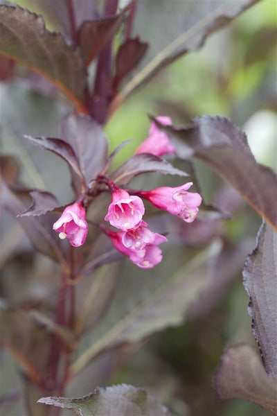 Weigela florida 'Alexandra', Weigelie, dunkelrosa, 40–60 cm