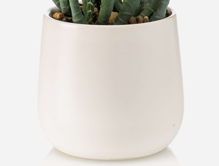 Nahaufnahme von grünen Pflanzenstielen mit feinen, spitzen Blättern.