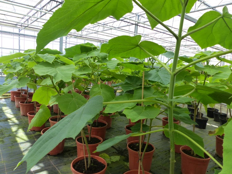 Blauglockenbaum Kiribaum 130 - 150 cm Paulownia tomentosa Kaiserbaum