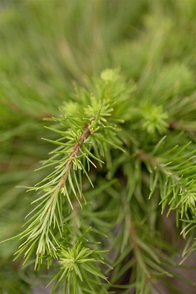 Larix kaempferi, Japanische Lärche, 40–60 cm