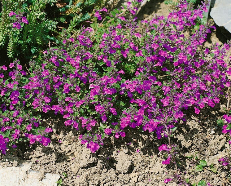 Blühende Staude mit zahlreichen kleinen purpurfarbenen Blüten im Gartenbeet.