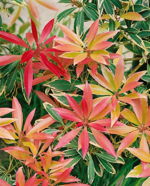 Pieris japonica 'Flaming Silver', Japanische Lavendelheide, 20–25 cm