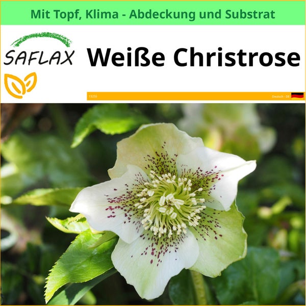 Nahaufnahme einer weißen Christrose von Saflax im Topf mit Klimaabdeckung und Substrat