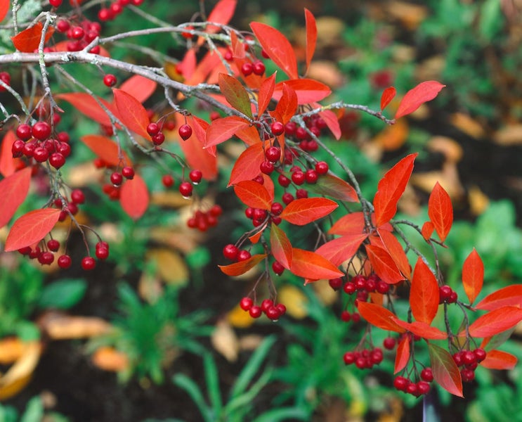 Aronia arbutifolia 'Brilliant', Rote Apfelbeere, 60–80 cm