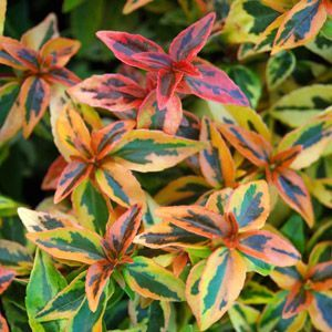 Detailaufnahme einer Euonymus-Pflanze mit bunten Blättern