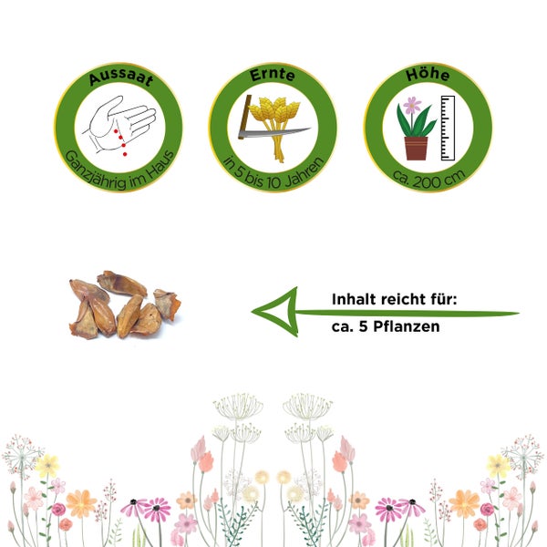 Samen mit Piktogrammen für Aussaat ganzjährig im Haus, Ernte in 5 bis 10 Jahren, Höhe circa 200 Zentimeter und Inhalt für circa 5 Pflanzen.
