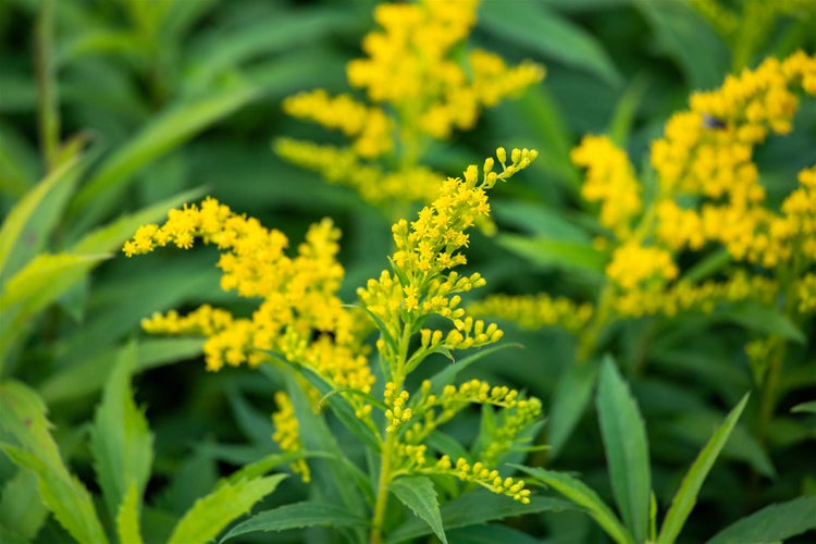 Solidago x cult. 'Goldkind', Goldrute, gelb, ca. 9x9 cm Topf