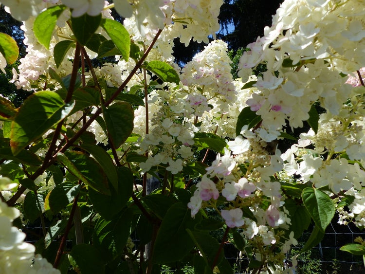 Rispenhortensie Hydrangea paniculata mit weißen Blütenrispen und grünen Blättern.