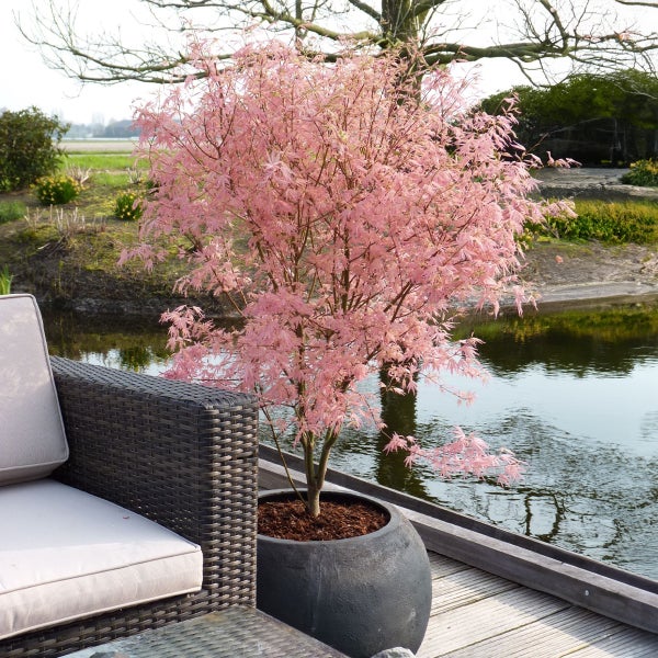 Japanischer Ahorn mit rosa Laub in einem dunklen Pflanzkübel auf einer Holzterrasse am Teich neben einem Gartensofa aus Polyrattan.
