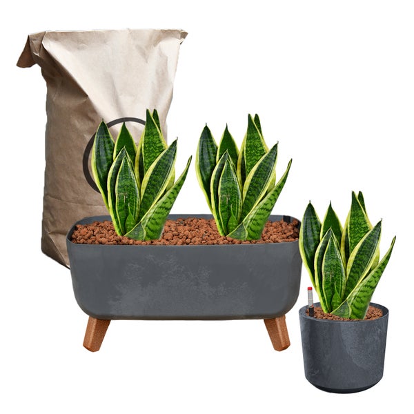 Sansevieria Pflanzen in Pflanzgefäßen und eine Tüte Blumenerde