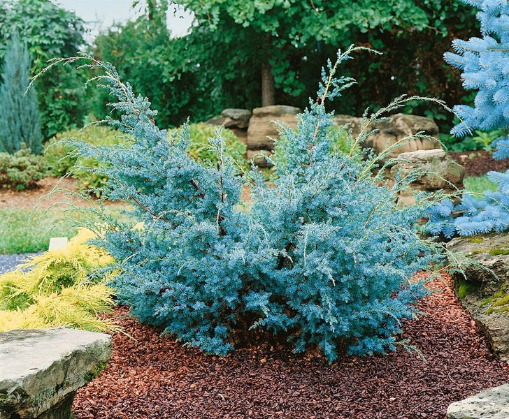 Juniperus chinensis 'Blue Alps', Chinesischer Wacholder, blaugrün, 20–30 cm