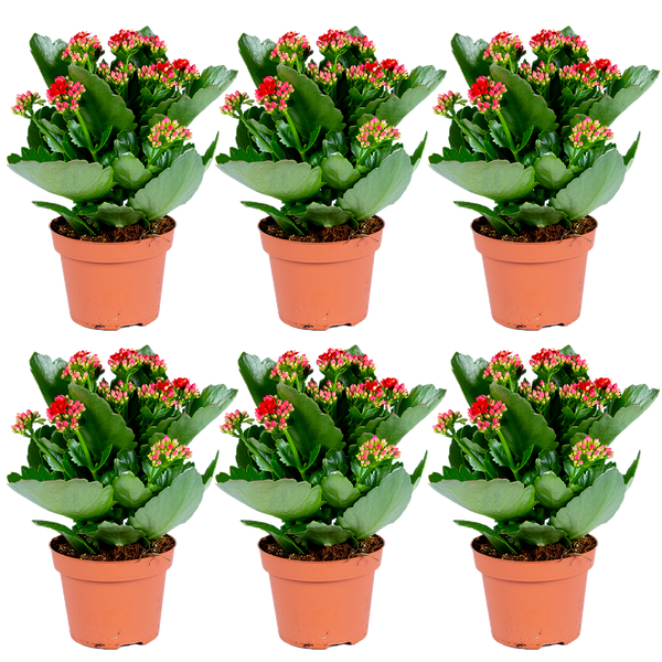 Sechs Kalanchoe blossfeldiana Zimmerpflanzen mit roten Blüten in Kunststofftöpfen.