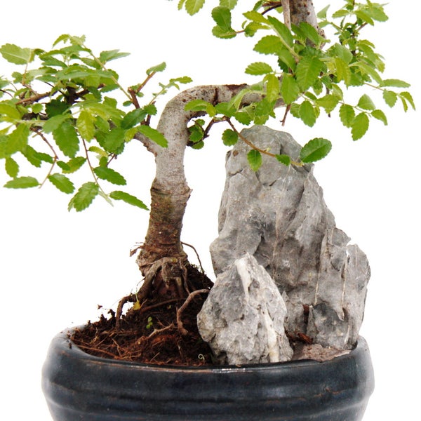 Bonsai-Baum mit Steinen in einer Schale