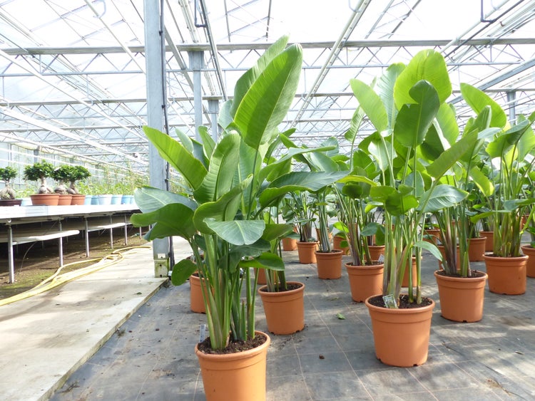 Strelitzia Strelitzie weiß Augusta 140 - 160 cm, Paradiesvogelblume Premiumqualität