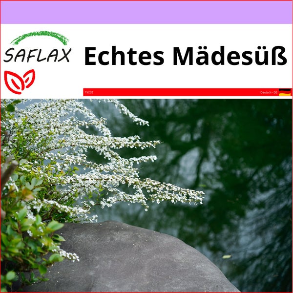 SAFLAX  - Echtes Mädesüß - Filipendula ulmaria - 500 Samen