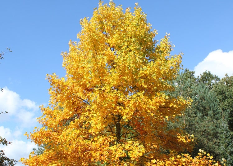 SAFLAX Garden to go - Echter Tulpenbaum - Liriodendron tulipifera  - 20 Samen - Mit Topf, Klima - Deckel und Anzuchtsubstrat