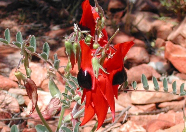 SAFLAX Garden to go - Papageischnabel / Teufelskopf - Clianthus formosus syn. Swaisonia formosa - 20 Samen - Mit Topf, Klima - Deckel und Anzuchtsubstrat