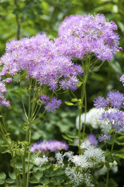 Thalictrum aquilegifolium, Akeleiblättrige Wiesenraute, ca. 9x9 cm Topf