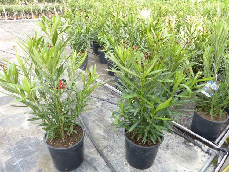 Oleander Pflanzen in schwarzen Kunststofftöpfen, in Reihen in einer Baumschule angeordnet.