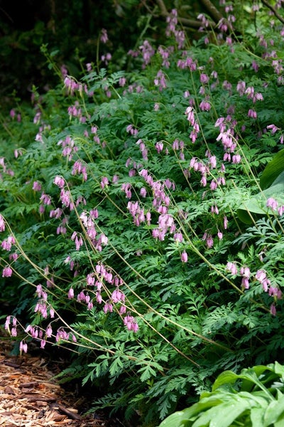 Dicentra formosa 'Luxuriant', Tränendes Herz, rosa, ca. 9x9 cm Topf