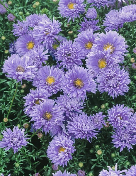 Aster novi-belgii 'Schöne von Dietlikon', Herbstaster, ca. 9x9 cm Topf