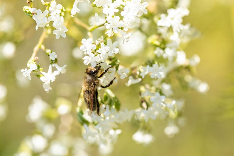 Biene auf weißen Blüten einer Pflanze