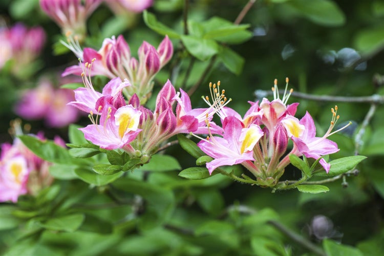 Rhododendron luteum 'Soir de Paris', gelb, 40–50 cm