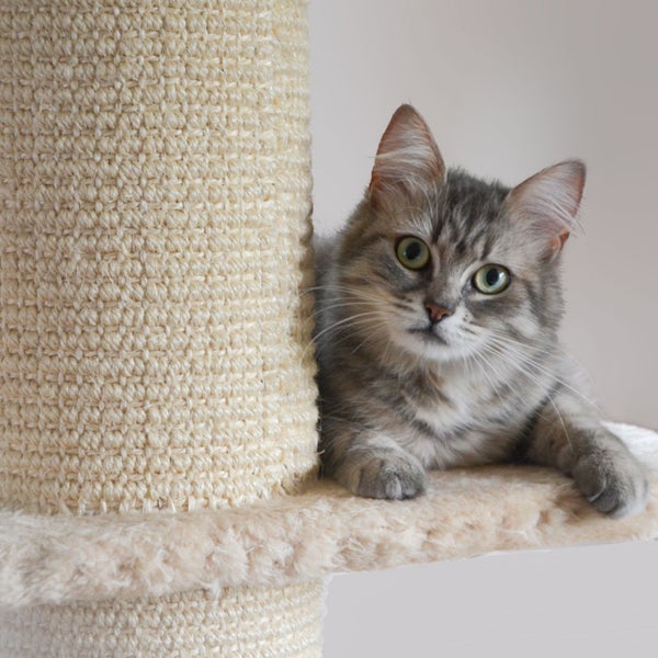 Graue getigerte Katze auf einer beigen Plüschplattform eines Kratzbaums neben einem Sisalstamm.