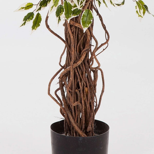 Künstliche Ficus Exotica Pflanze mit verflochtenem Stamm und grün-weißen Blättern in schwarzem Topf.