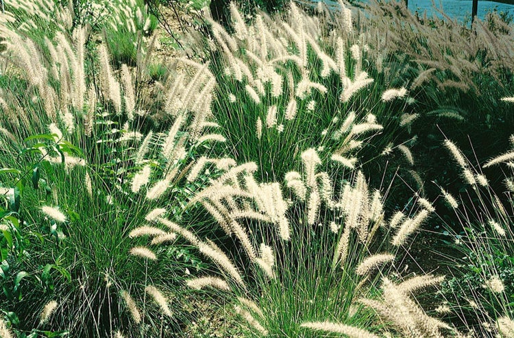 Gartenanlage mit Ziergräsern, Blumen und Grünkohl