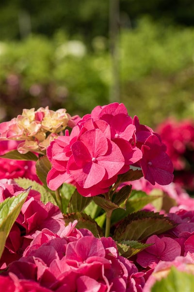 Hydrangea macrophylla 'Sibilla', Hortensie, rosa, 80–100 cm
