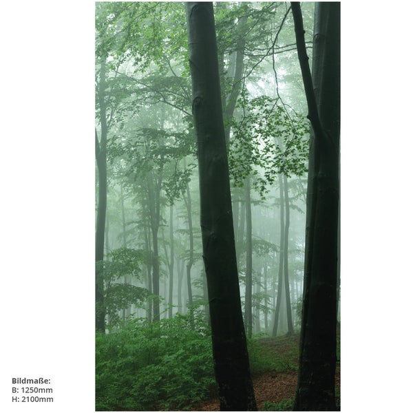 Waldszene mit Bäumen und dichter Vegetation