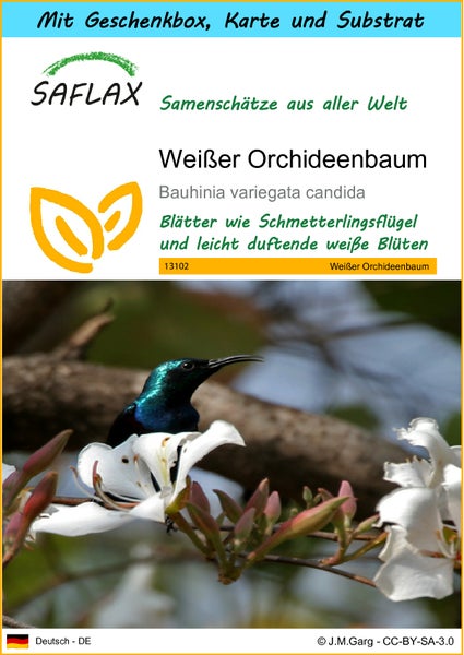 SAFLAX Geschenk Set - Weißer Orchideenbaum - Bauhinia variegata candida - 5 Samen - Mit Geschenkbox, Versandaufkleber, Geschenkkarte und Anzuchtsubstrat