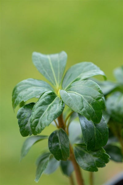 Pachysandra terminalis 'Green Sheen', Ysander, glänzend, ca. 9x9 cm Topf