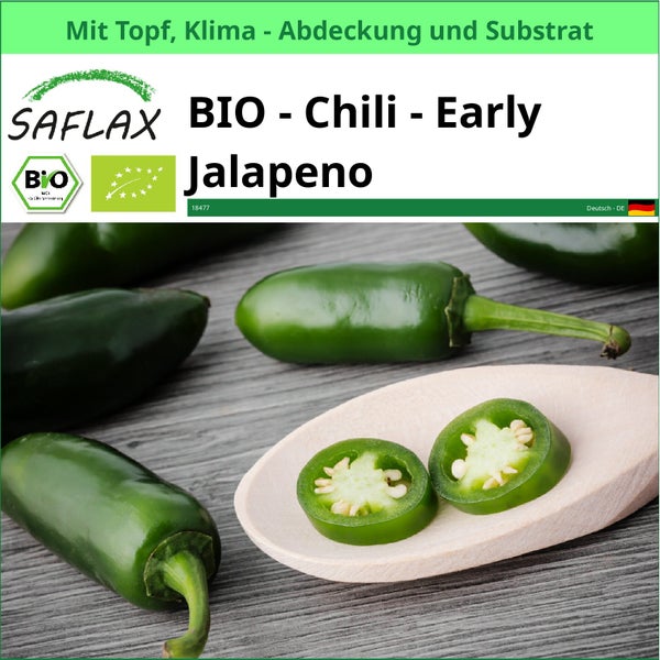 Saflax Bio Chili Early Jalapeno mit Topf, Klima Abdeckung und Substrat