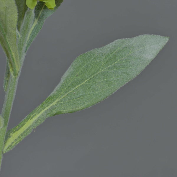 Nahaufnahme eines Fingerhuts mit cremefarbenen Blüten, lila Punkten und grünen Knospen.