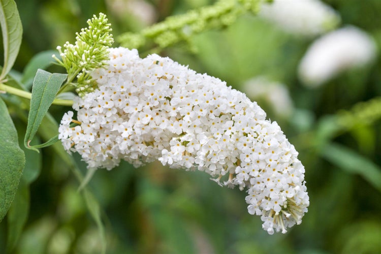 Buddleja 'White Bouquet', Schmetterlingsflieder, weiß, 60–100 cm