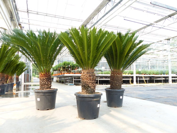 Mega Palmfarn 140 - 160 cm Cycas Revoluta | bis 90 cm Stammumfang | Sagopalme Palme | innen + außen