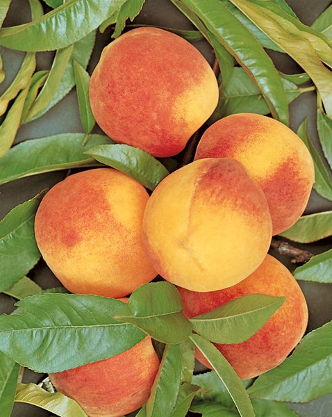 Prunus persica 'South Haven', Pfirsichbaum, 150–200 cm