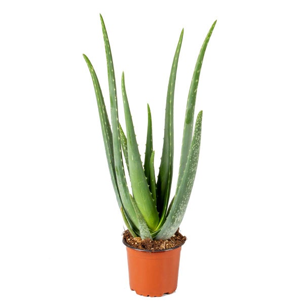 Aloe Vera - Sukkulente - Zimmerpflanze - Pflegeleicht - ⌀12 cm - ↕35-40 cm