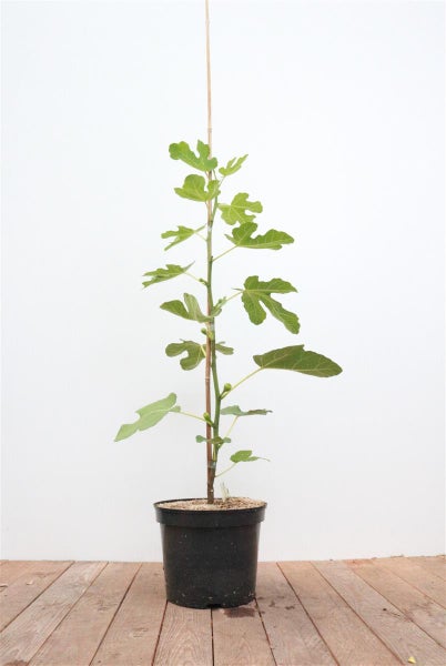 Ficus carica, Feige, 100–125 cm, essbare Früchte