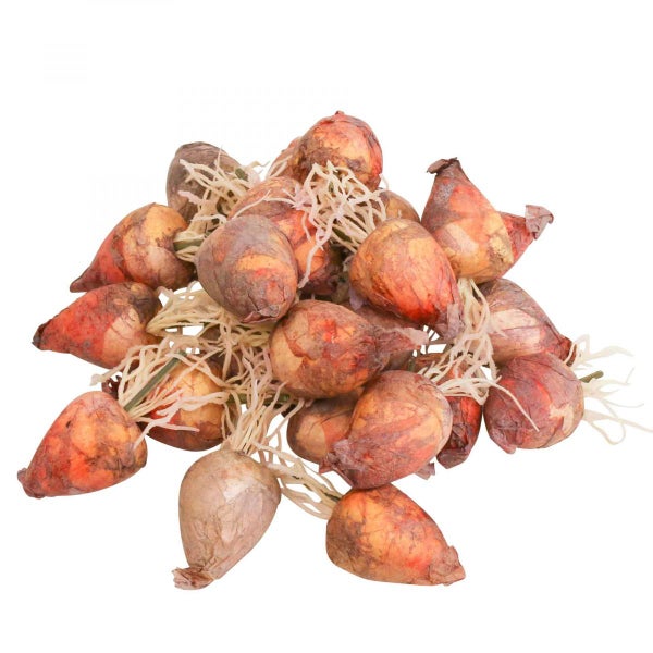 Stapel Blumenzwiebeln für den Garten